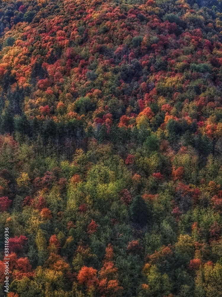 Golden autumn in the forest Golden autumn in the forest