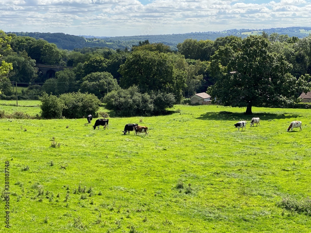 Panoramic landscape, with fields, cattle, old trees, farms and hills, in the distance near, Shipley, Bradford, UK Panoramic landscape, with fields, cattle, old trees, farms and hills, in the distance near, Shipley, Bradford, UK