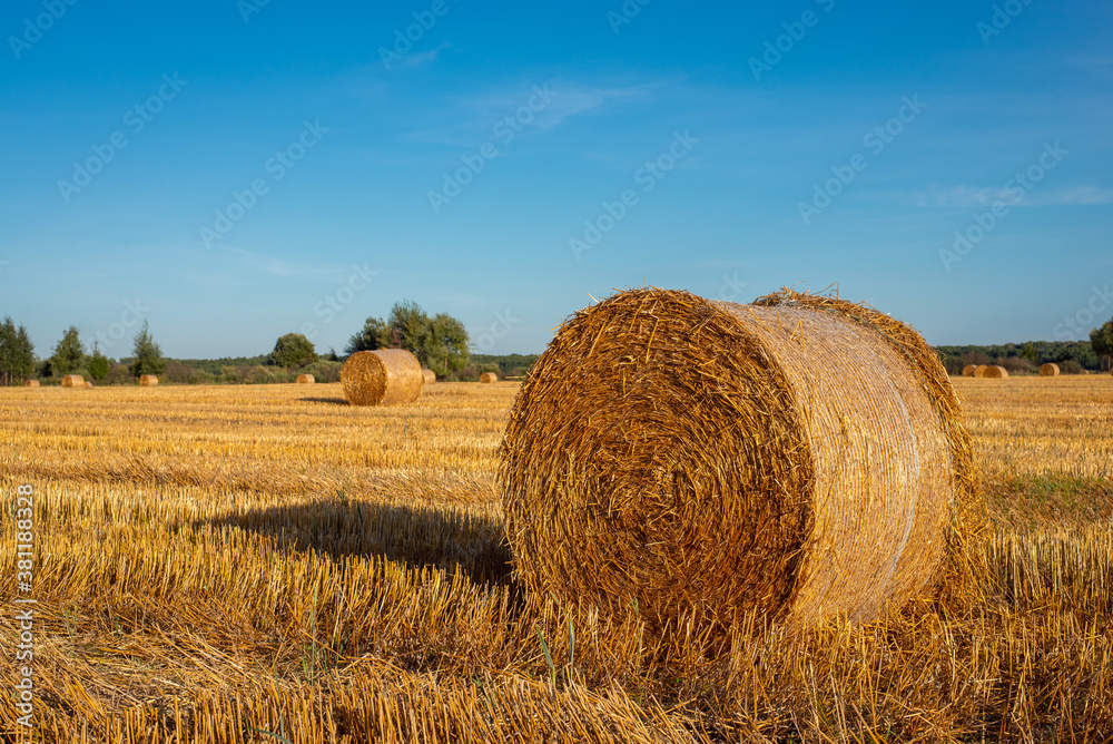 Straw balls on the field in summer after harvesting the rye, clear blue sky over the meadow. Agricultural seasonal work.