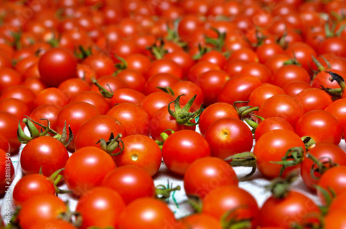 A lot of red, ripe tomato close-up