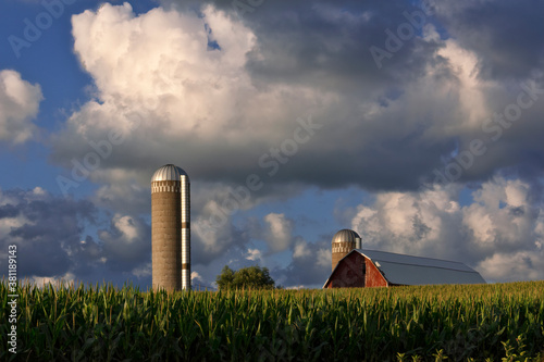 Corn farm