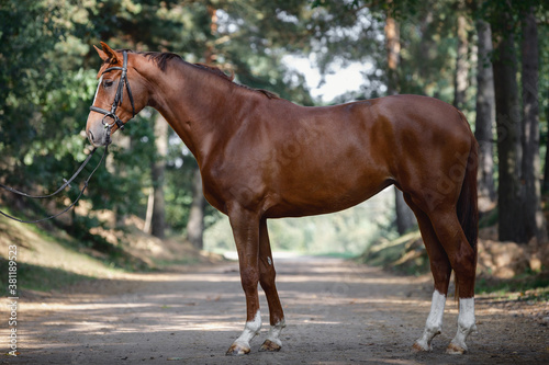young chestnut trakehner mare horse with white line on face and white legs