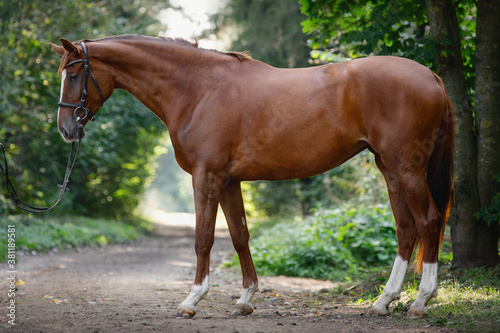exterior portrait of young chestnut trakehner mare horse with white line on face and white legs