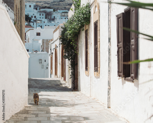 Fototapeta Naklejka Na Ścianę i Meble -  beautiful yellow flowers in the old streets of Rhodes, Greece, Lindos
