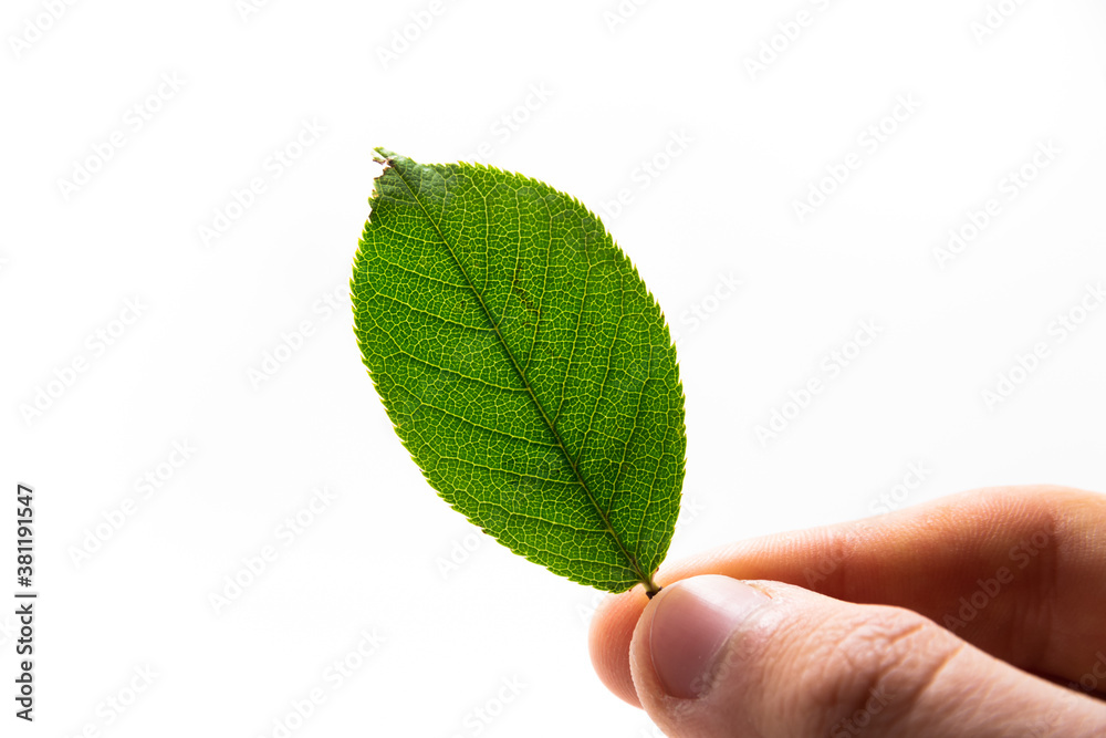 Green autumn leaves on white isolated background Green autumn leaves on white isolated background
