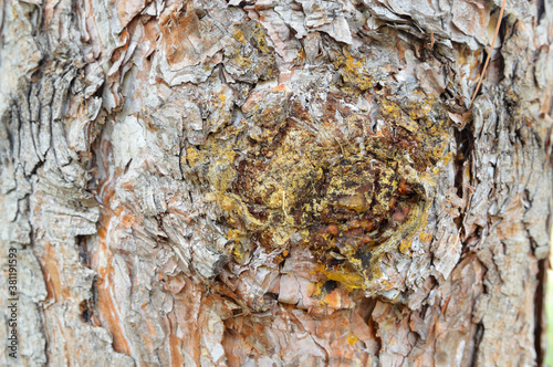 tree trunk and tree bark full screen close-up. Resin, trees without bark. photo