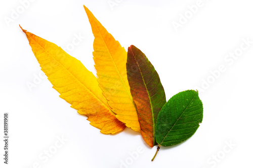 Autumn leaves in different shades from orange to green on white isolated background