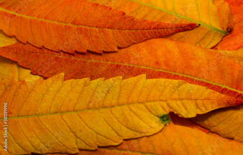 Background of autumn leaves of different shades wallpaper and banner