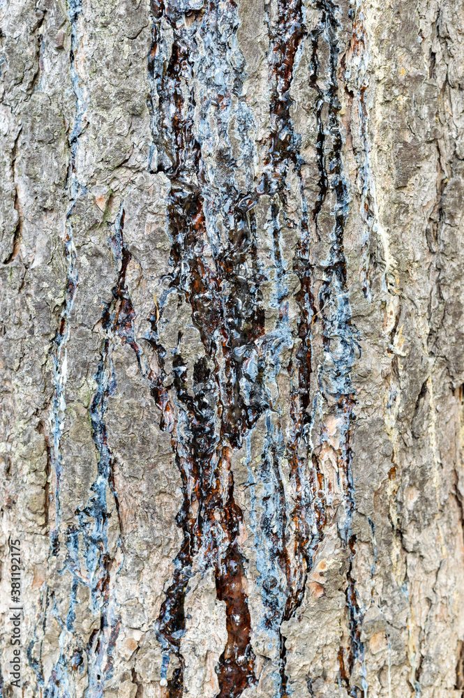 Obraz premium tree trunk and tree bark full screen close-up. Resin, trees without bark.