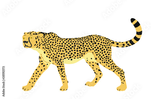 Cheetah vector illustration isolated on white background. Big cat, fastest animal on planet. African safari animal. Elegant gepard.