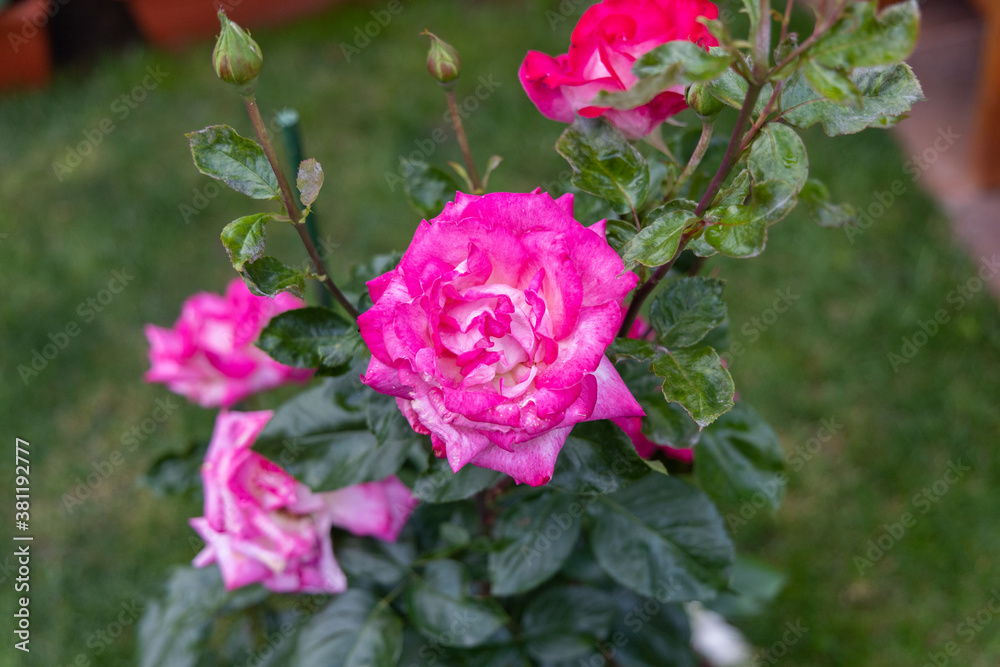 Close up of pink rose in the garden Close up of pink rose in the garden