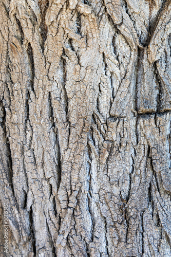 Close up of bark of a tree in the park