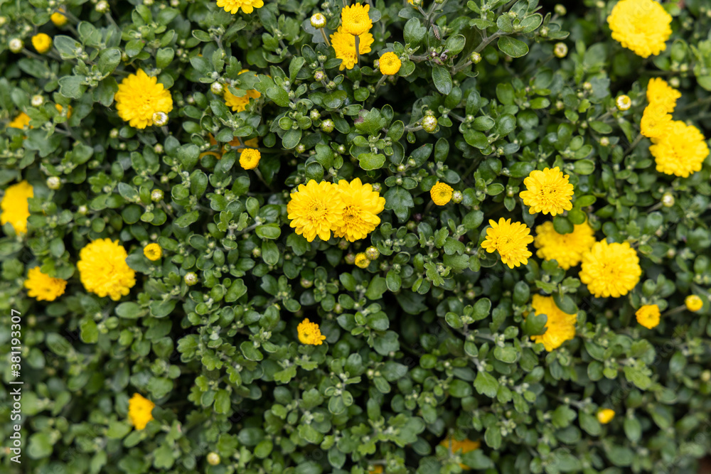 Yellow flowers on green natural background