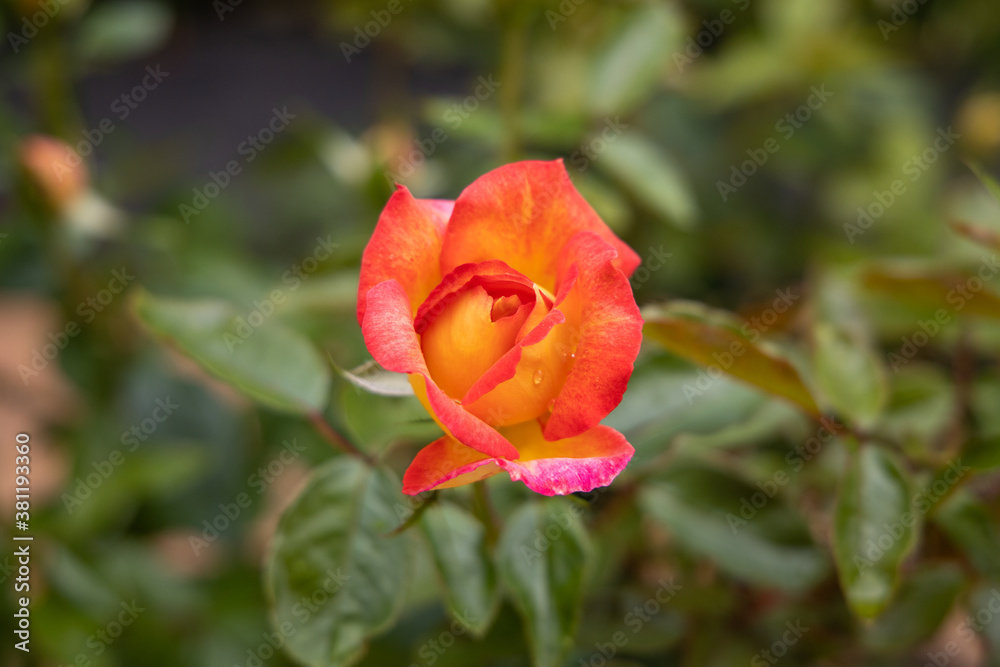 Orange red rose from the garden Orange red rose from the garden