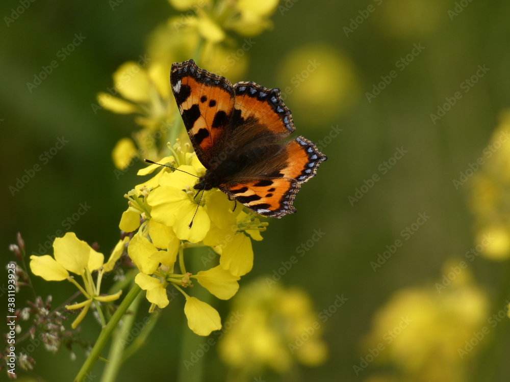 Obraz premium Small tortoiseshell (Aglais urticae) on yellow rape flowers, Poland