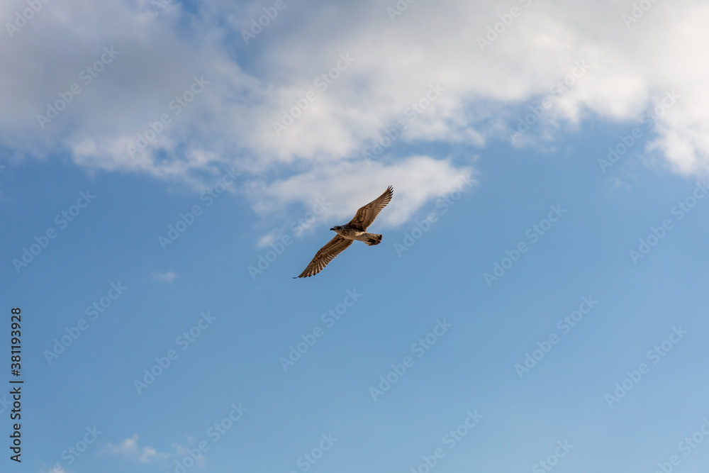 Obraz premium Flying gull in the sky above the beach in Bulgaria