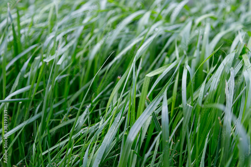 Close up Green grass background Close up Green grass background