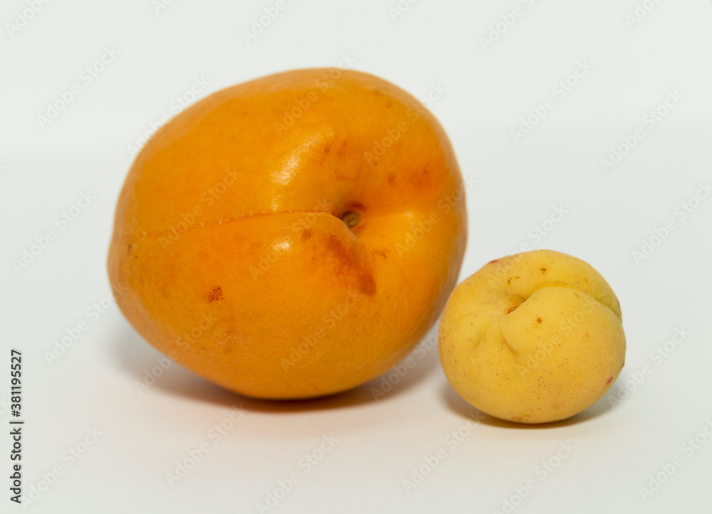 Close up of a large and a small apricots with an isolated white background. Female beginning.