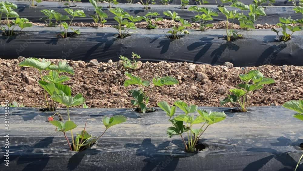 Strawberries field at summer. Strawberry plantation under mulch foil