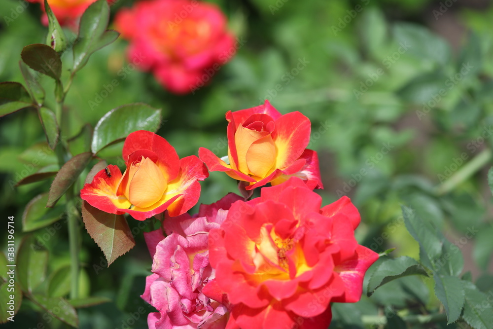 red roses in garden, flowers, blossom, plant, summer, floral, bloom, flora, beautiful, yellow, petal