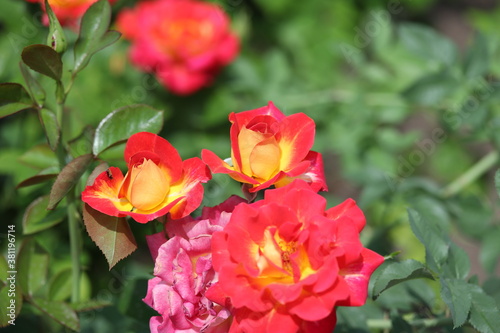 red roses in garden  flowers  blossom  plant  summer  floral  bloom  flora  beautiful  yellow  petal