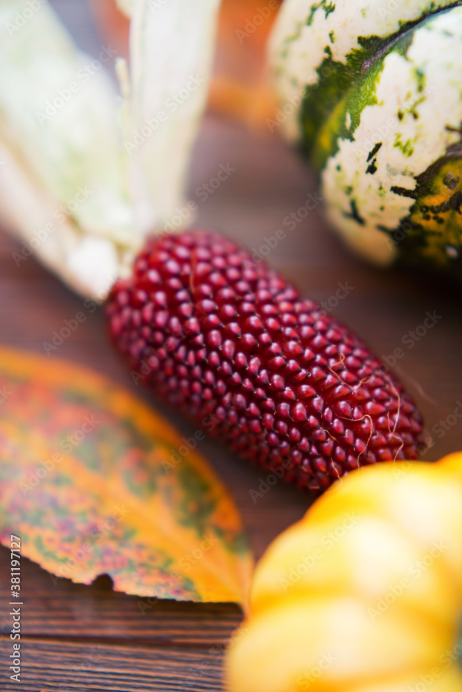 Closeup decorative corn and autumn pumpkins