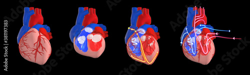 Human heart anatomy: cross section showing the ventricles and valves, conduction (electrical) system and blood flow (circulatory) system, 3d illustration on black background photo