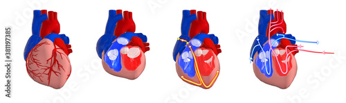 Human heart: cross section showing the ventricles and valves, conduction (electrical) system and blood flow (circulatory) system, 3d illustration on white background