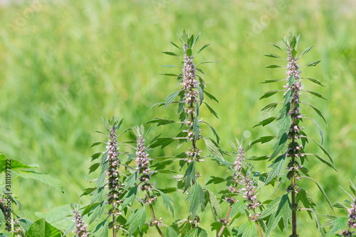 Medicinal plant motherwort ...