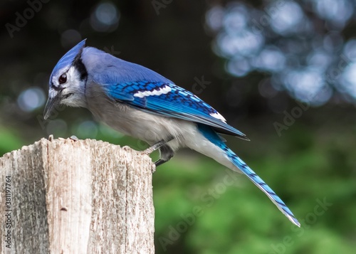 Blue Jay perched on a post eating seed