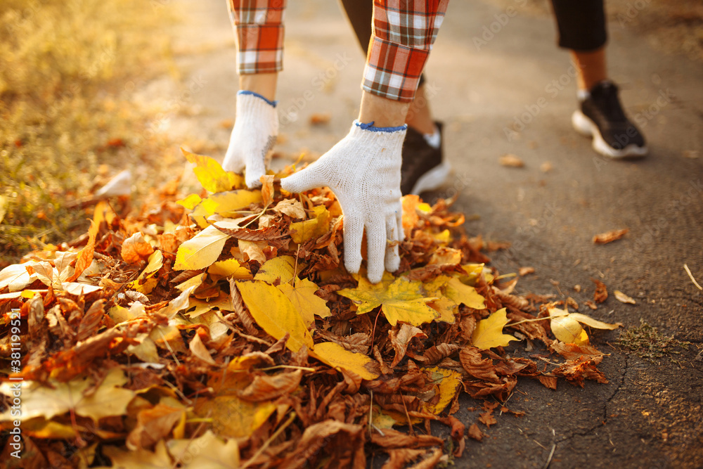 Close up of man's hands collecting a pile of yellow and red old fallen leaves near the park alley. Male volunteer picks up a stack of leaves wearing working gloves. Communal cleaning services concept