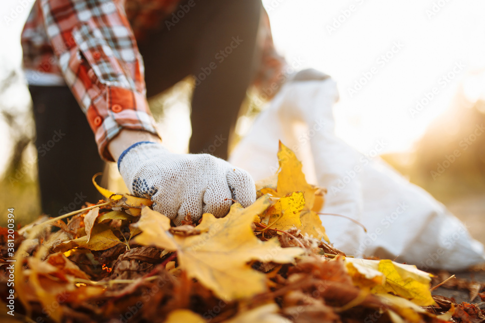 Male volunteer grabs a pile of fallen leaves and puts them into a garbage bag in the park. Man wearing gloves stacks the old colorful yellow and red leaves into a sack. Seasonal cleaning concept. - obrazy, fototapety, plakaty 
