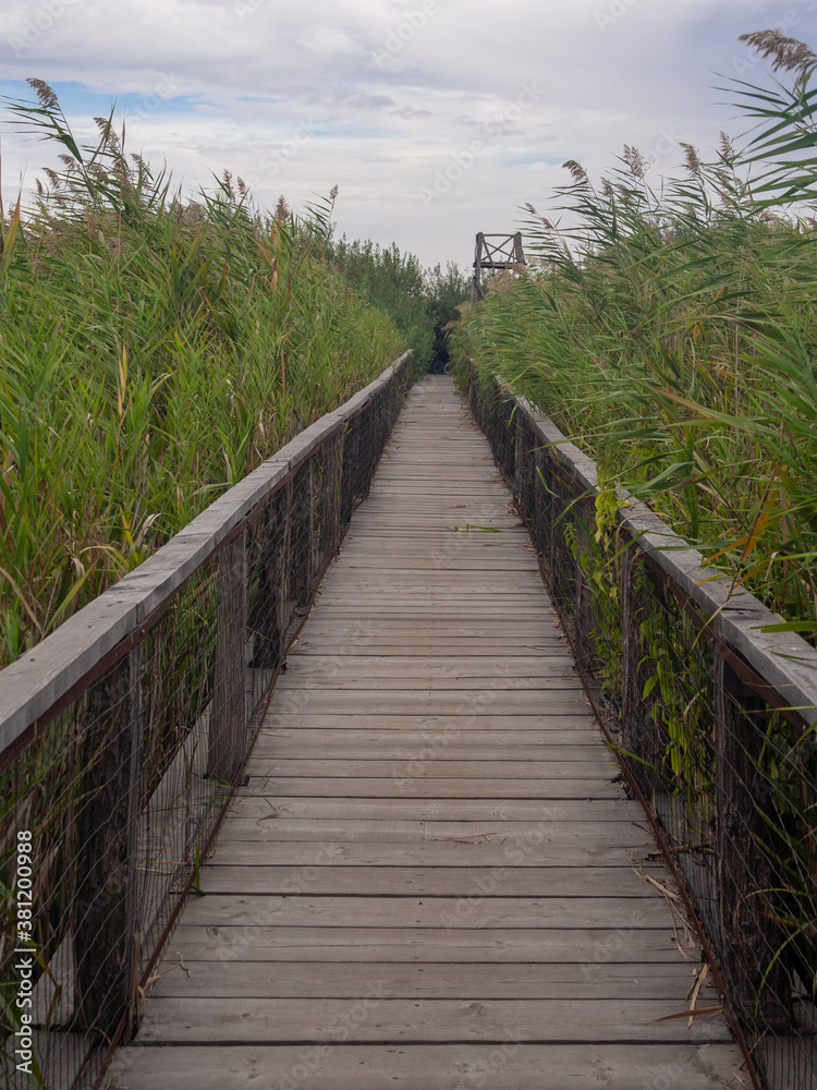 Obraz premium footbridge thorough lake vegetation and bird watch post 