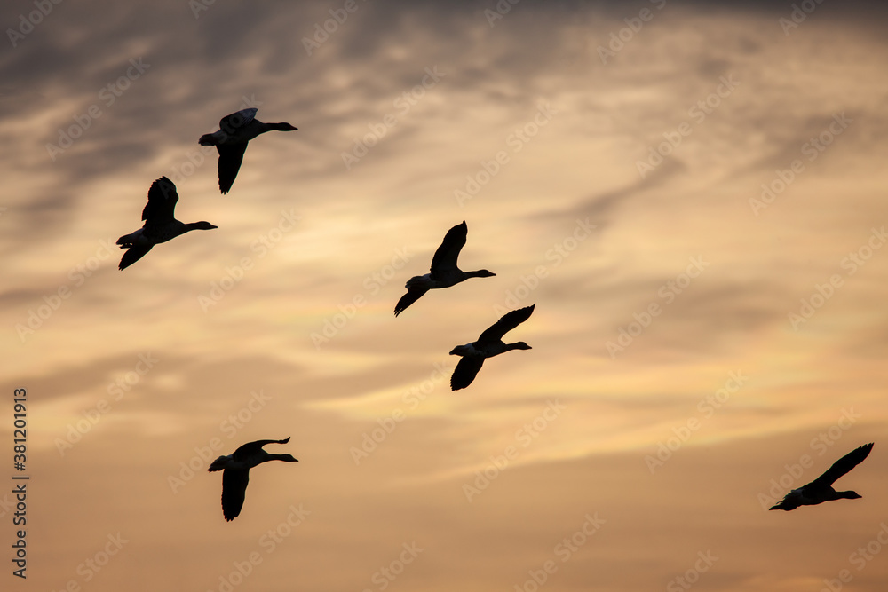 Fototapeta premium Enten gänse