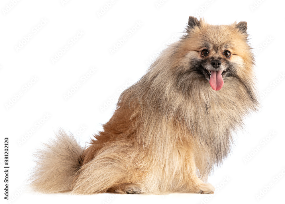 Brown Pomeranian Sheepdog sitting Brown Pomeranian Sheepdog sitting
