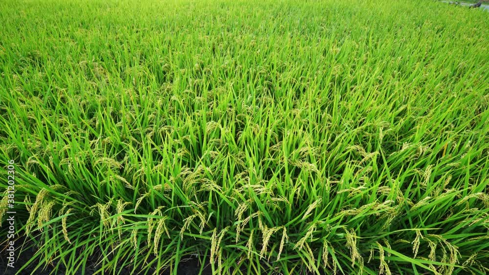 A view of a rice field in autumn, just before harvesting the rice