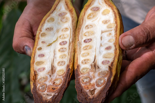 Vainas de cacao, semillas de cacao, chocolate, orgánico, corte de cacao. photo