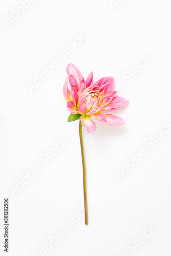  fresh dahlia, top view