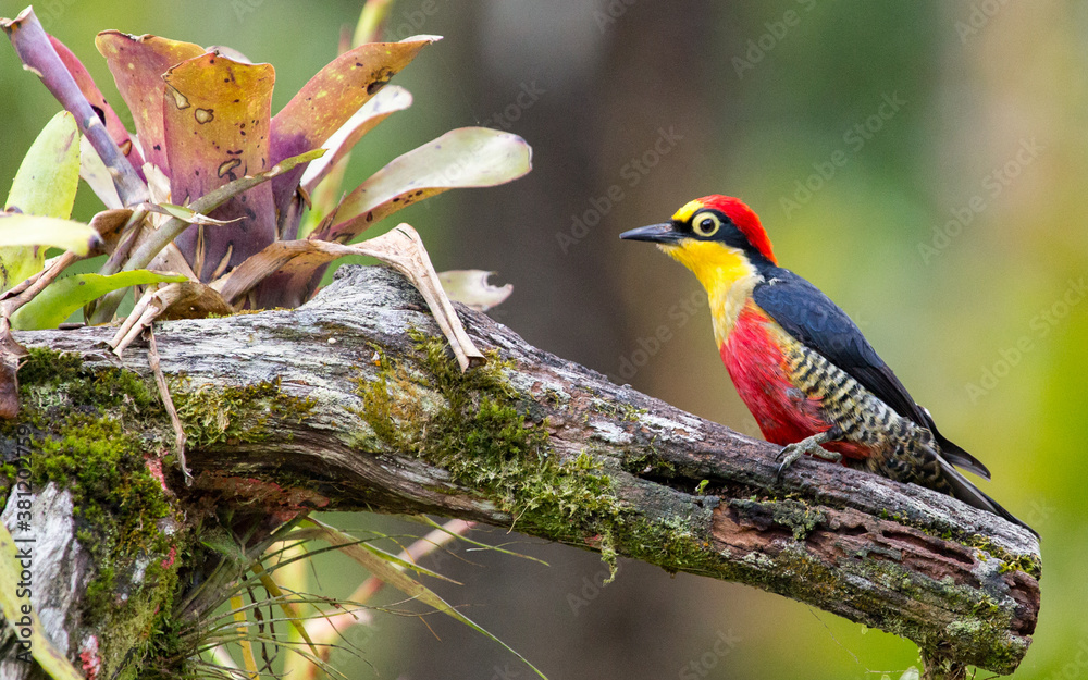 Fototapeta premium Yellow-fronted Woodpecker