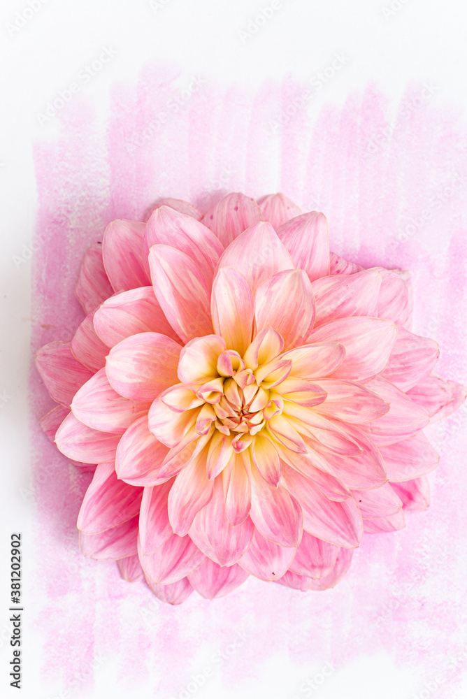 Fototapeta premium fresh dahlia, top view