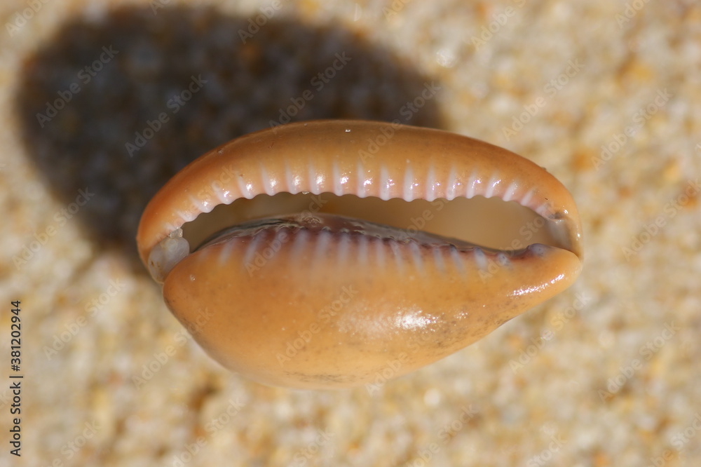 Sea shell (Zonaria pyrum)
