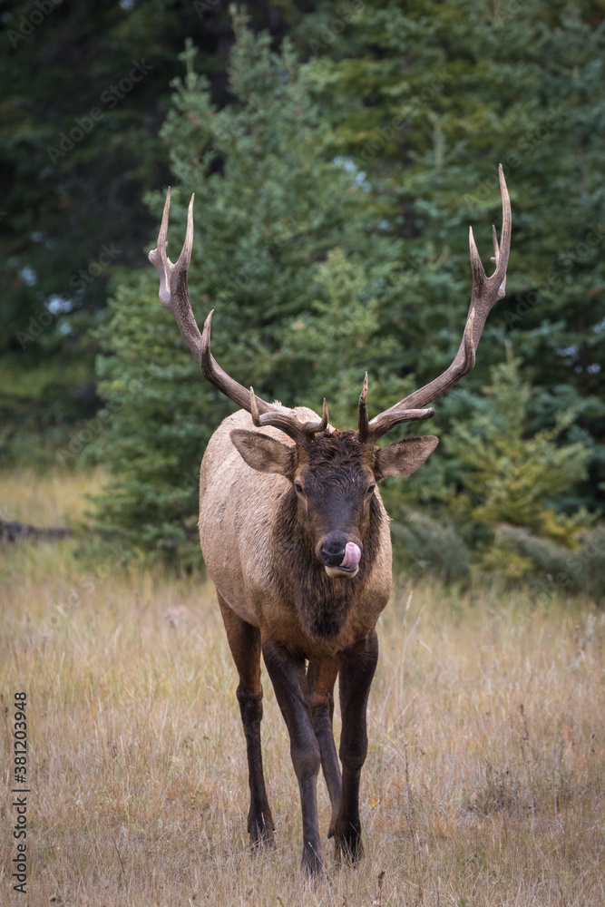 A mature bull elk standing in a field