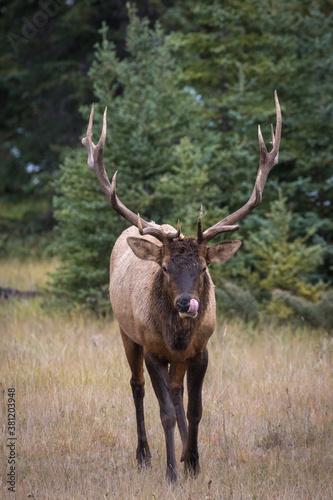 A mature bull elk standing in a field