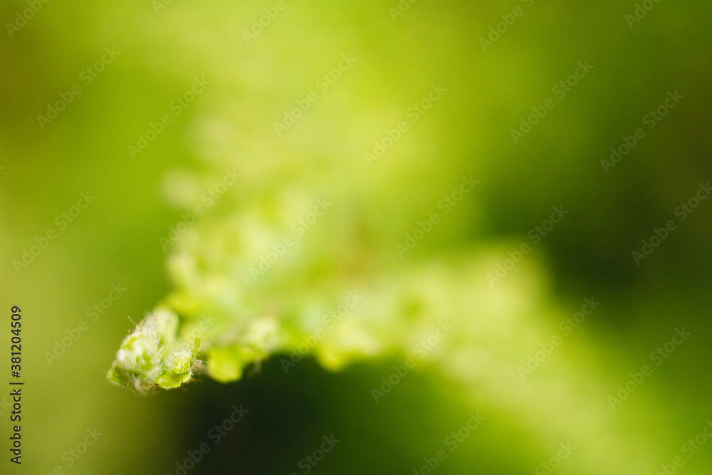 Extreme closeup of a fern's tip, relaxing green tone, perfect for wallpapers. Extreme closeup of a fern's tip, relaxing green tone, perfect for wallpapers.