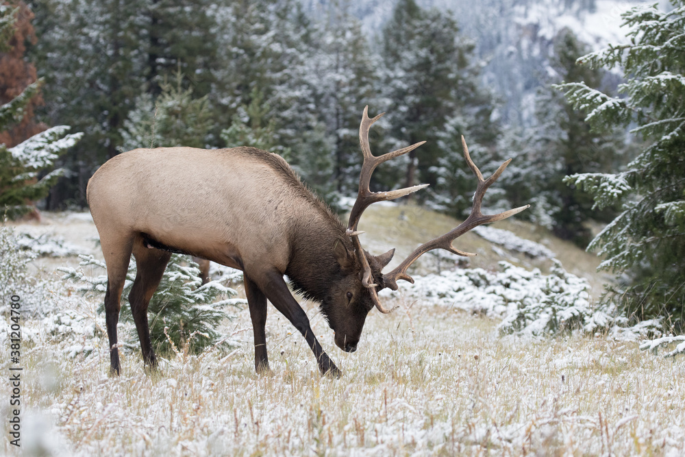 Impressive mature bull elk marking its territory Impressive mature bull elk marking its territory