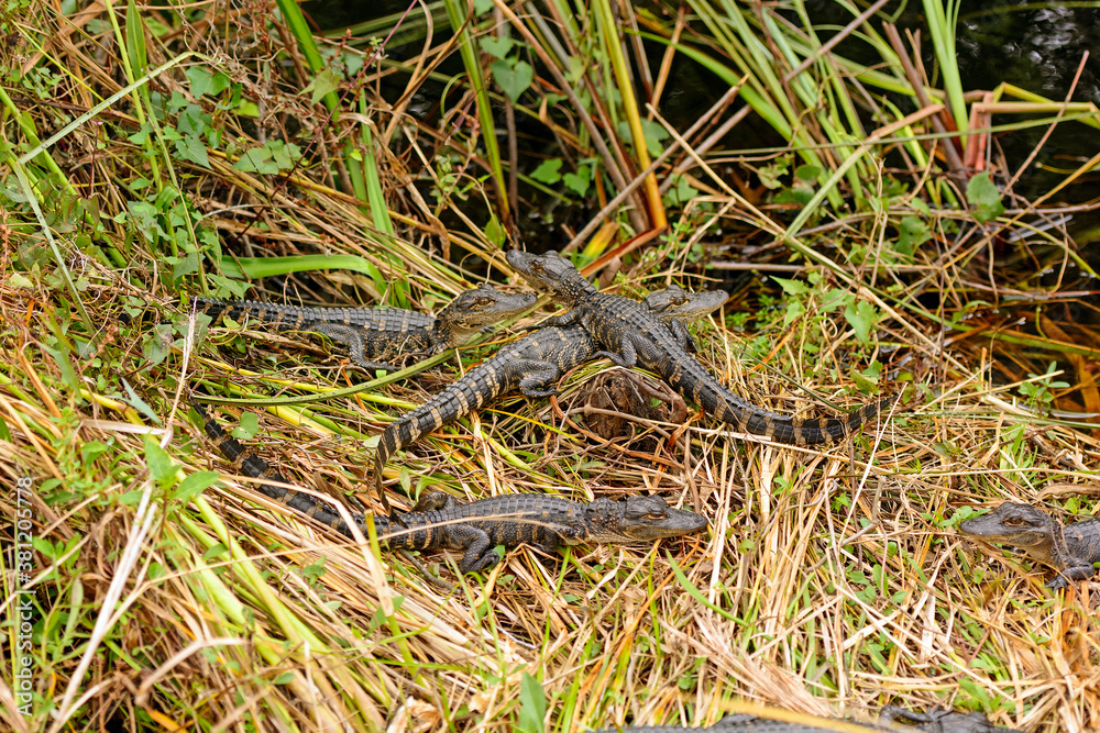 Group of Baby Alligators Along a Wetland Shore Group of Baby Alligators Along a Wetland Shore