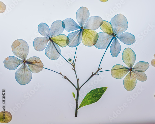 Vivid colorful pressed hydrangeas stem background craft