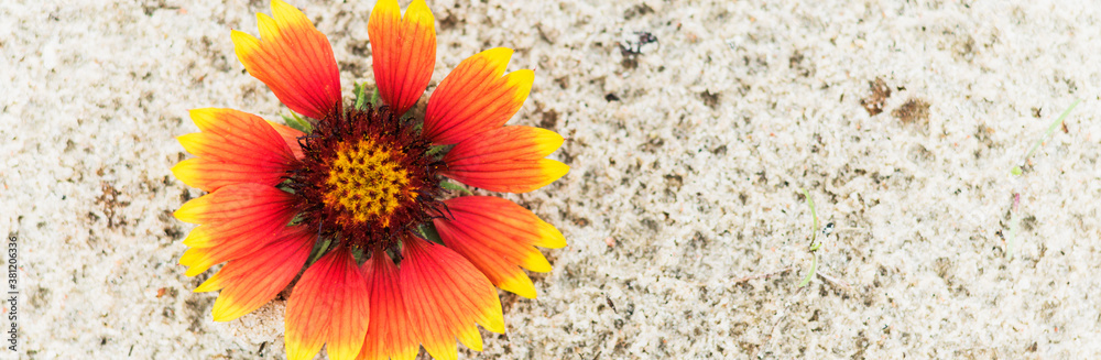 Background image of red and yellow flowers Background image of red and yellow flowers