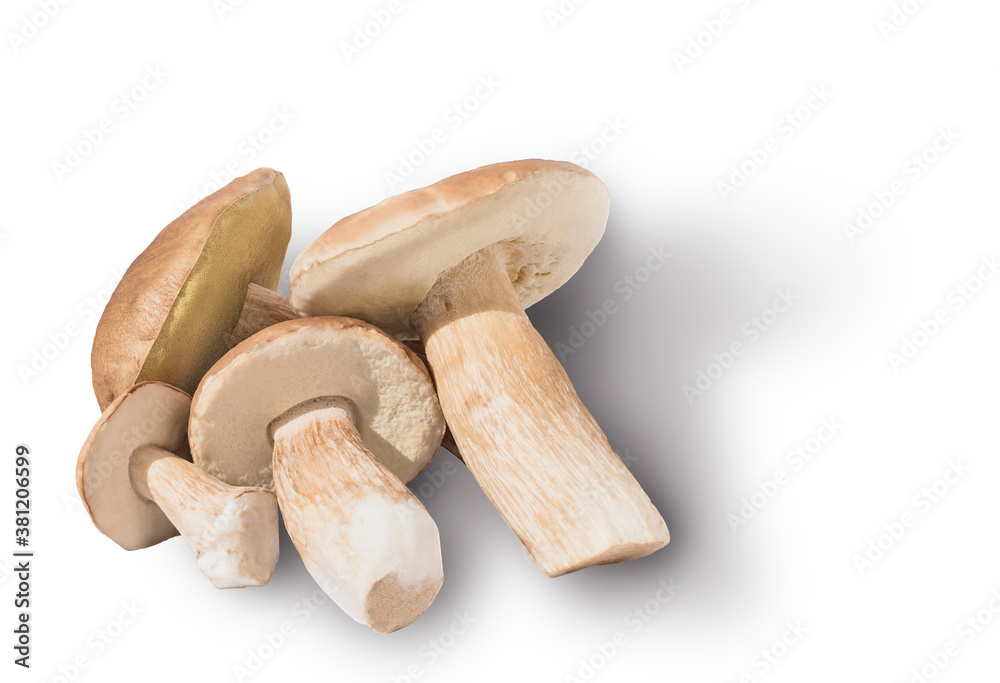 Several porcini mushrooms on a light background Several porcini mushrooms on a light background