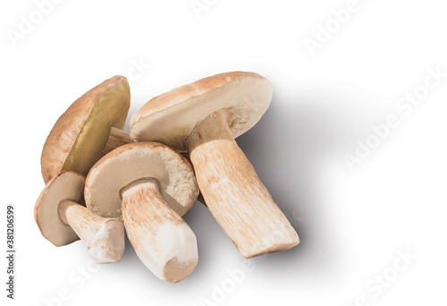 Several porcini mushrooms on a light background